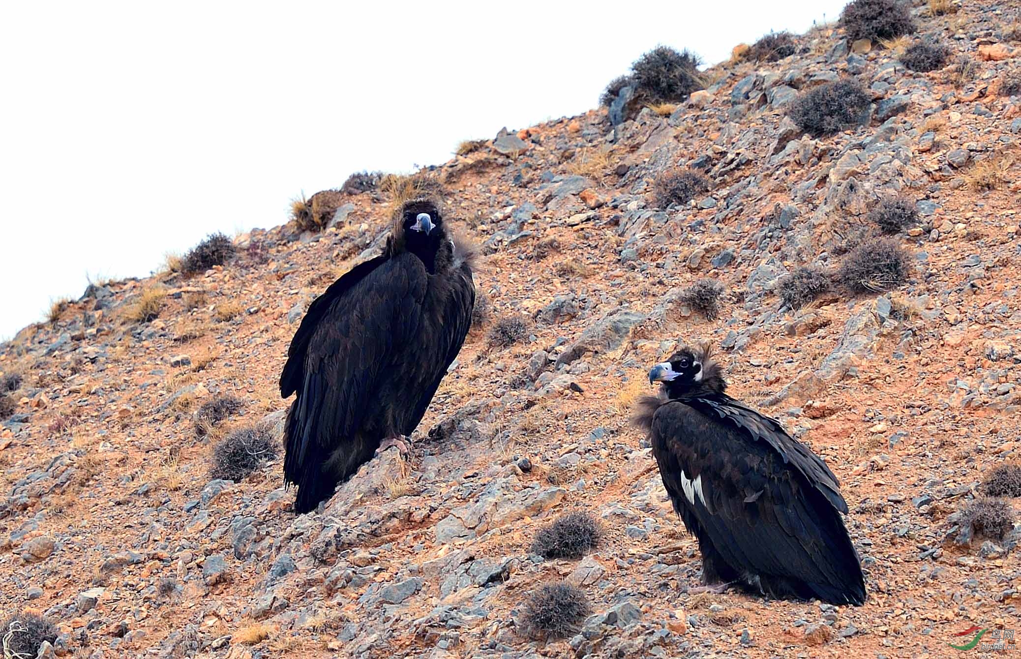 贺兰山秃鹫