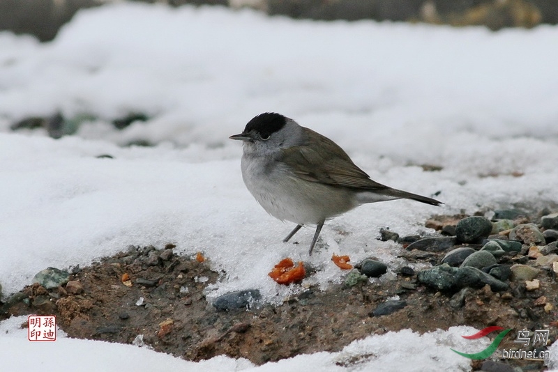 好鸟缘黑顶林莺