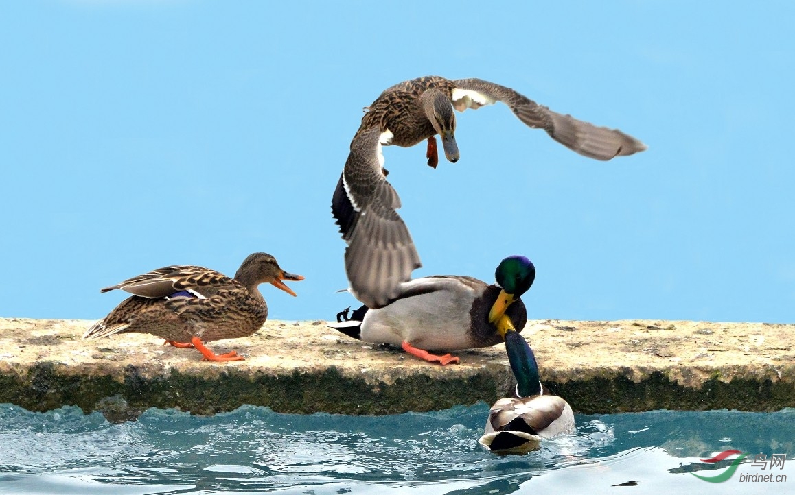 【绿头鸭打斗片】----紫光耀华