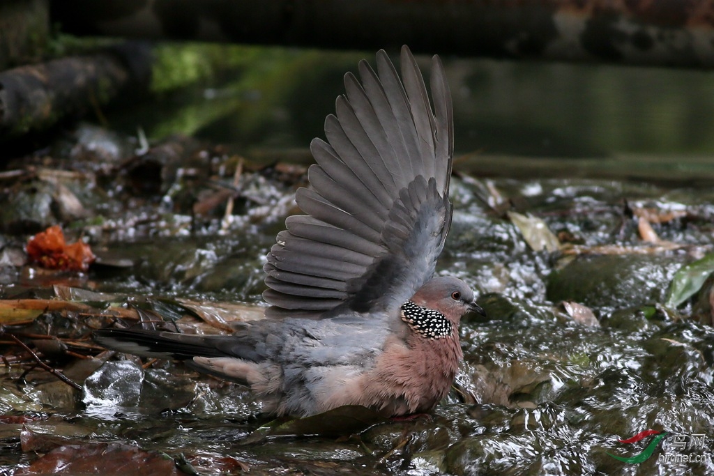 数毛版珠颈斑鸠