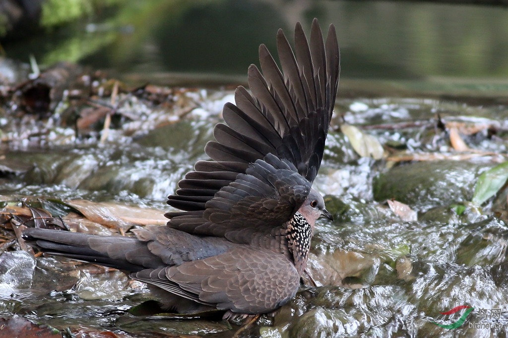 数毛版珠颈斑鸠