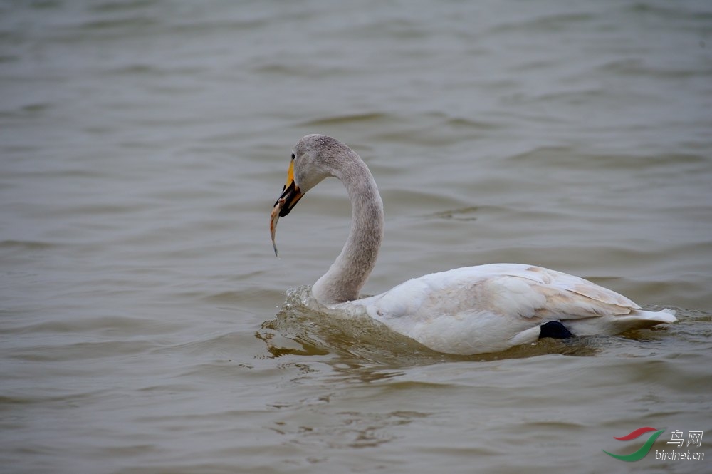 三门峡天鹅吃鱼