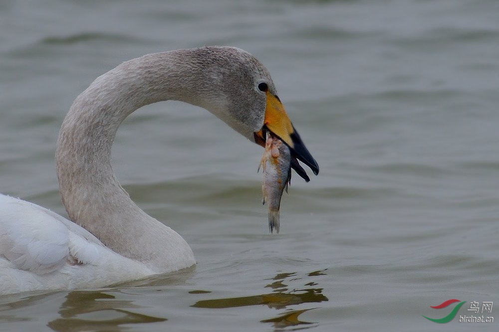 三门峡天鹅吃鱼