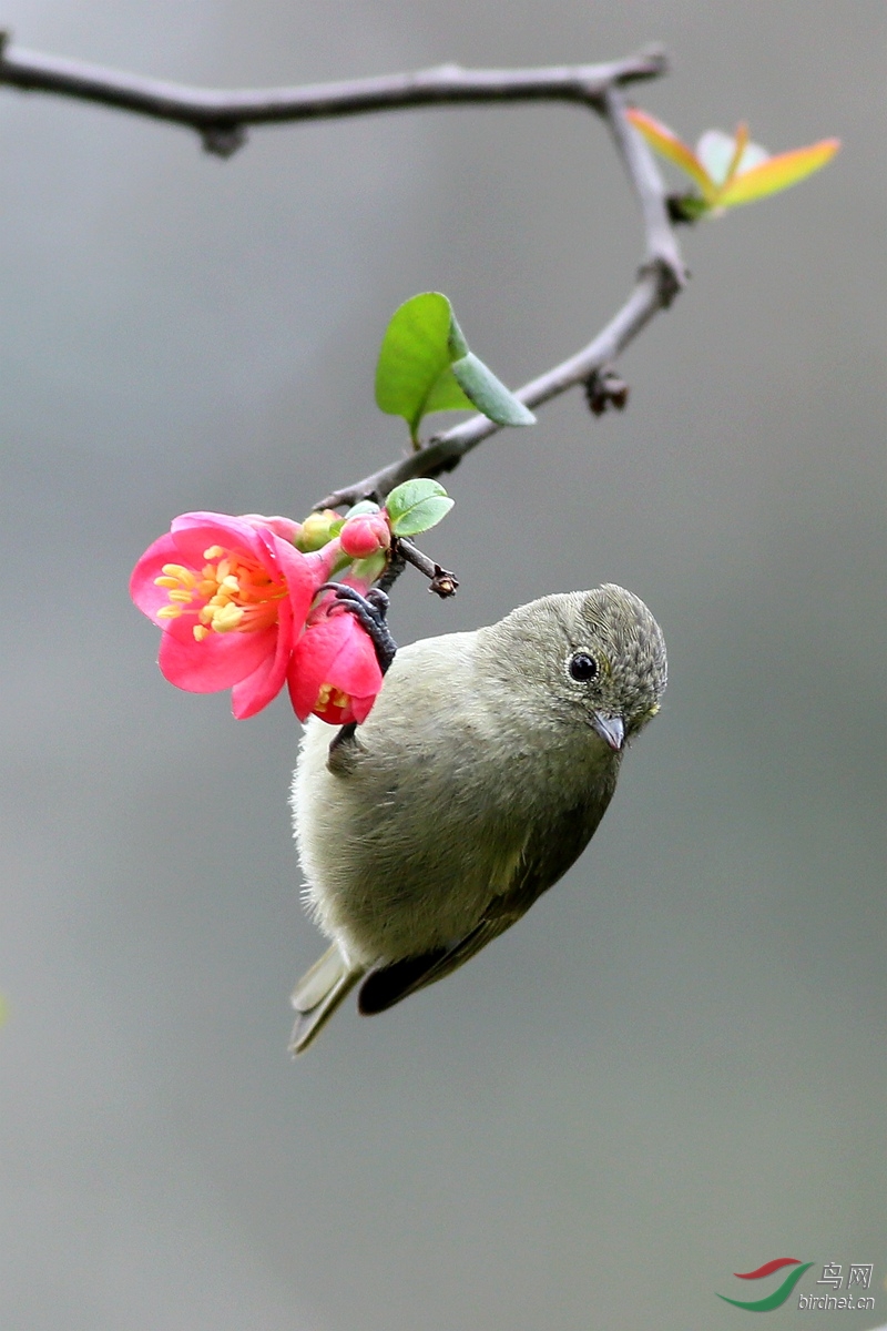 黄眉林雀—植物园