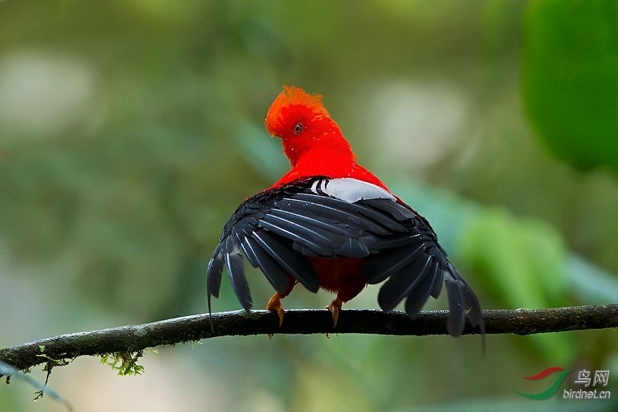 安第斯动冠伞鸟安第斯冠伞鸟
