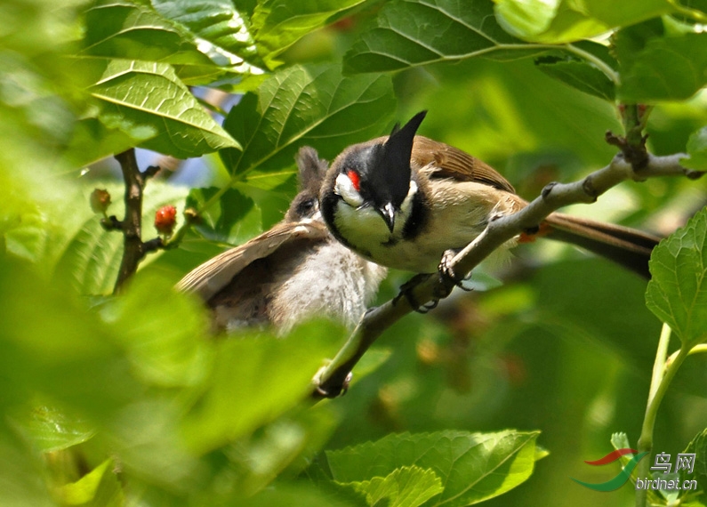 南方来的客鸟红耳鹎 -申城繁育记录