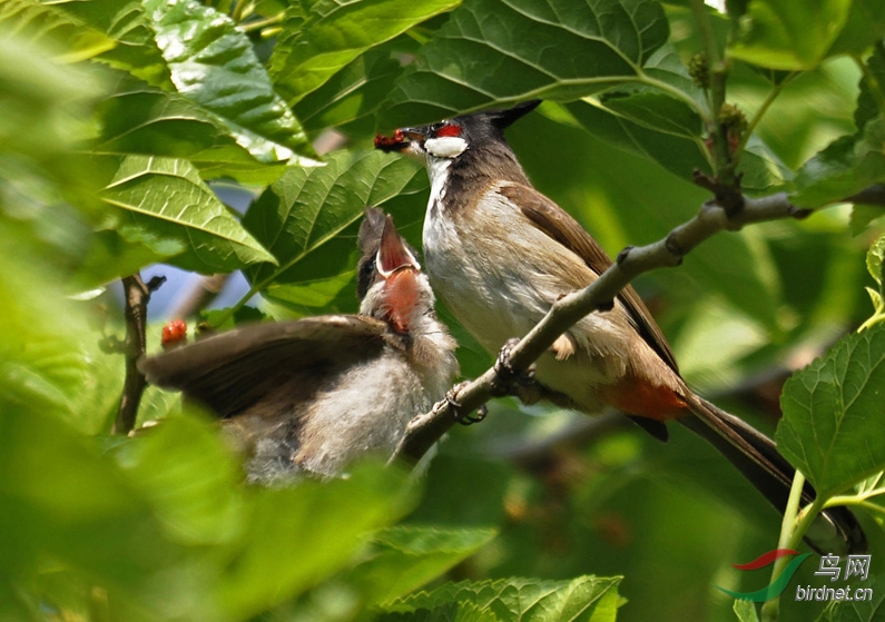 南方来的客鸟红耳鹎 -申城繁育记录