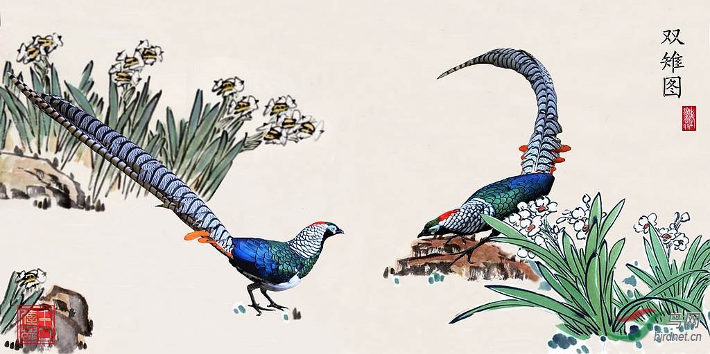 (白腹锦鸡)双雉图