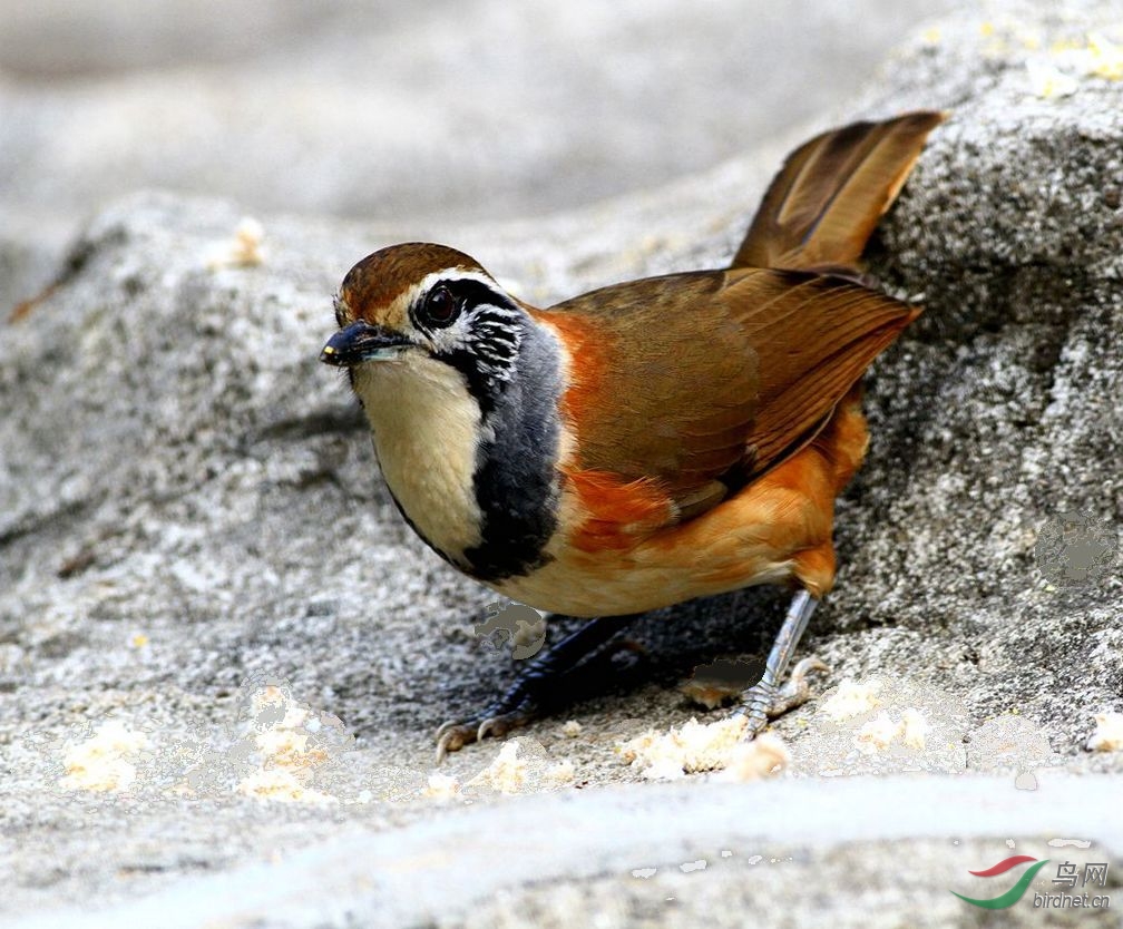 花脸噪鹛 - 广东版 guangdong 鸟网