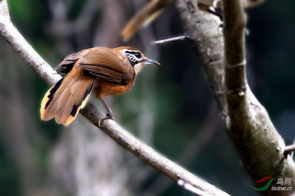 花脸噪鹛 - 广东版 guangdong 鸟网