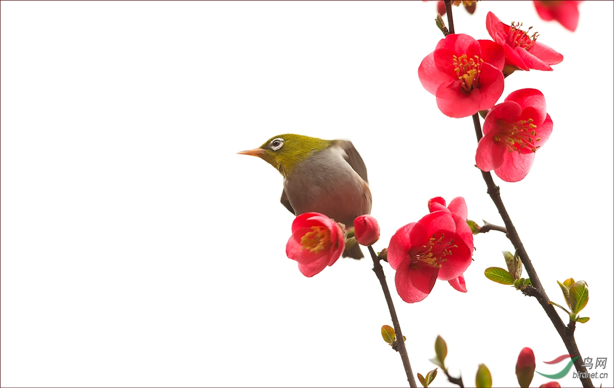 春上枝头再拍红胁绣眼