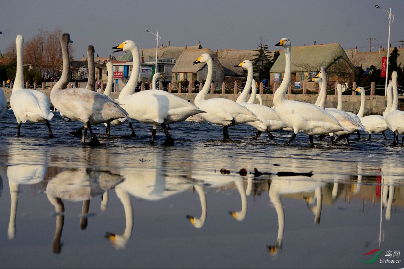 大天鹅与海草房