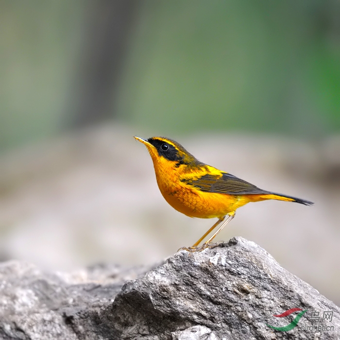 金色林鸲百花岭拍鸟正当时