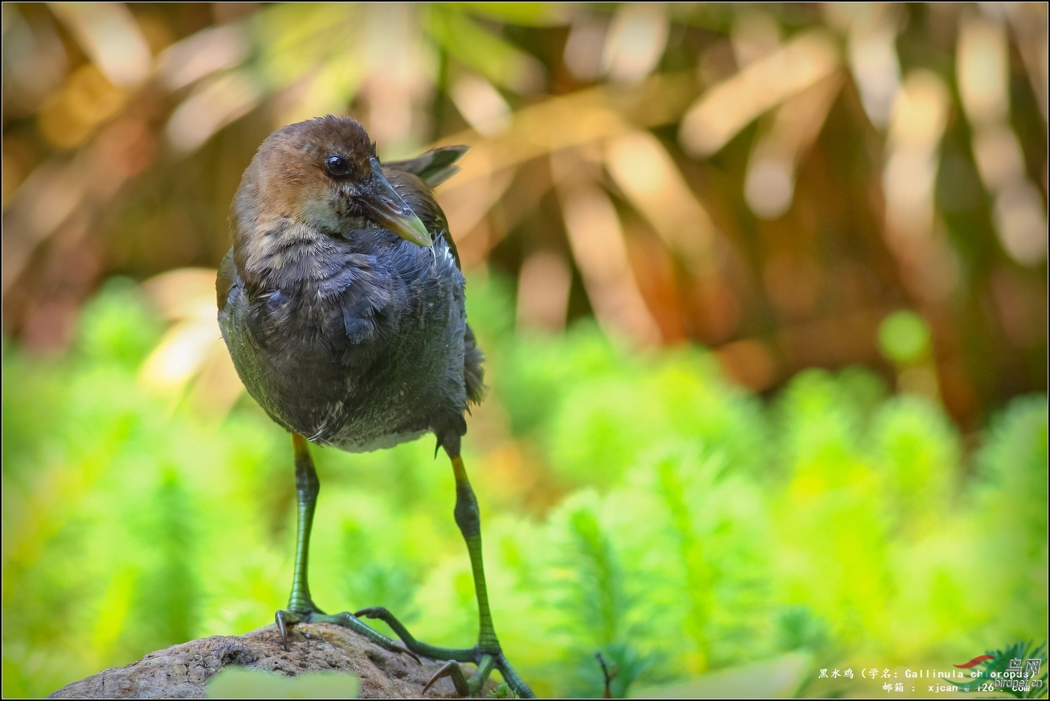 黑水鸡阳光下的小黑水鸡