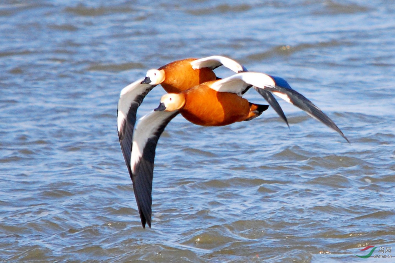 双鸭比翼缠绵飞