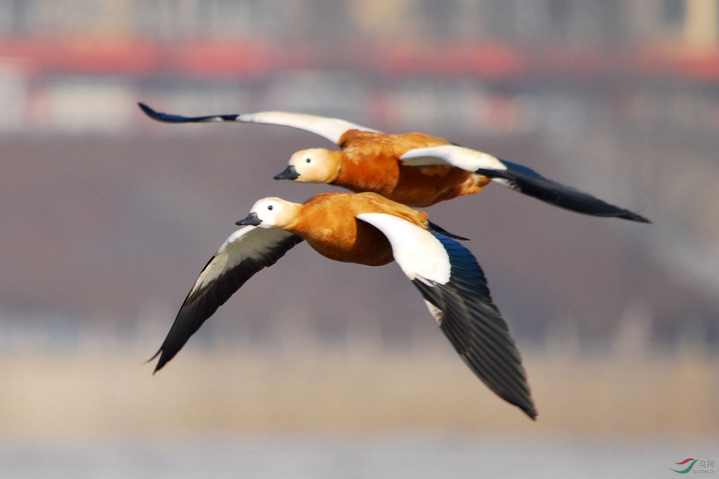 双鸭比翼缠绵飞