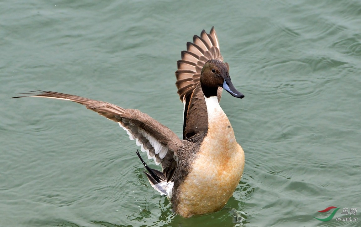 【针尾雄鸭的风采】------紫光耀华