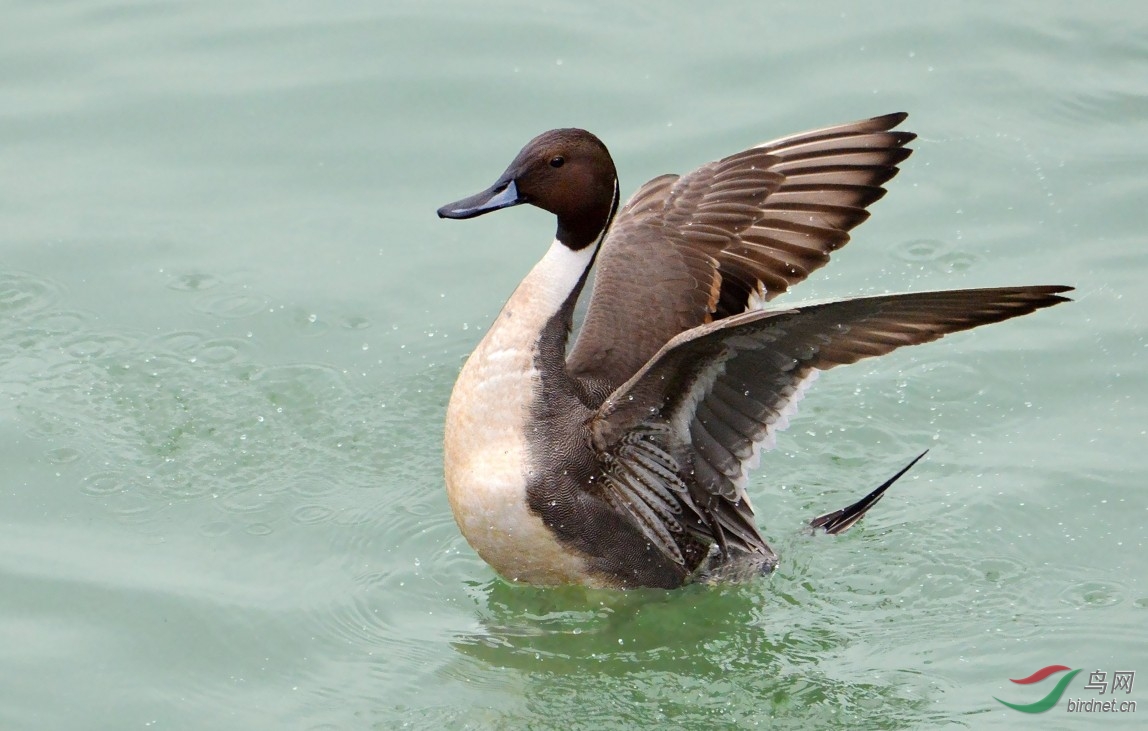 【针尾雄鸭的风采】------紫光耀华