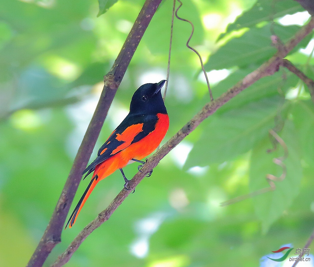 赤红山椒鸟赤红山椒鸟