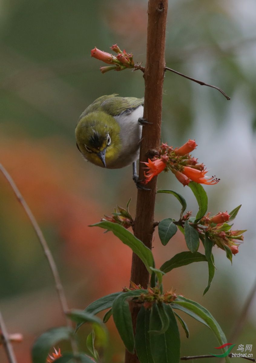 繡眼鳥