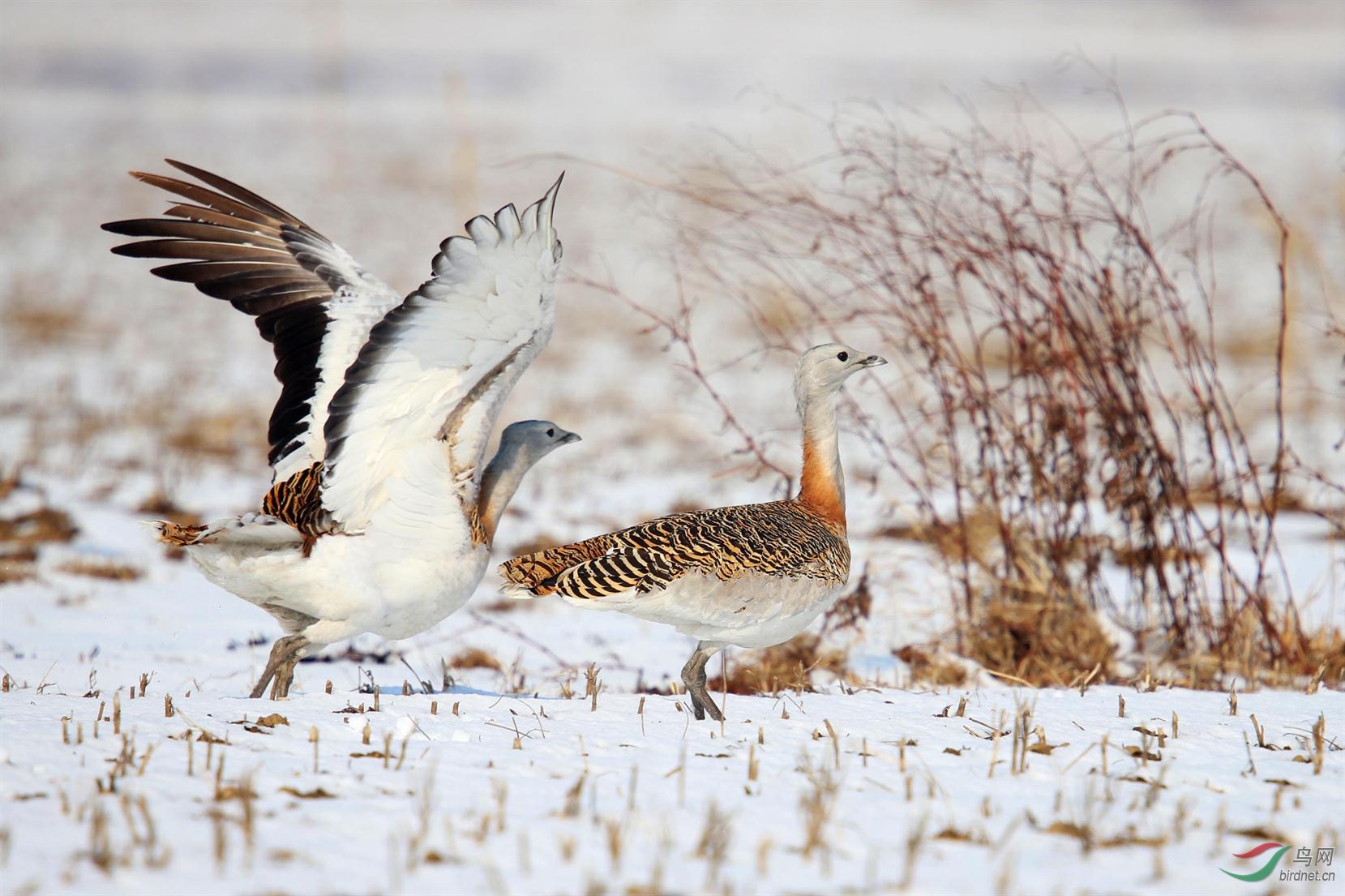 (大鸨)雪景大鸨(贺:第1幅获鸟网首页精华图片)
