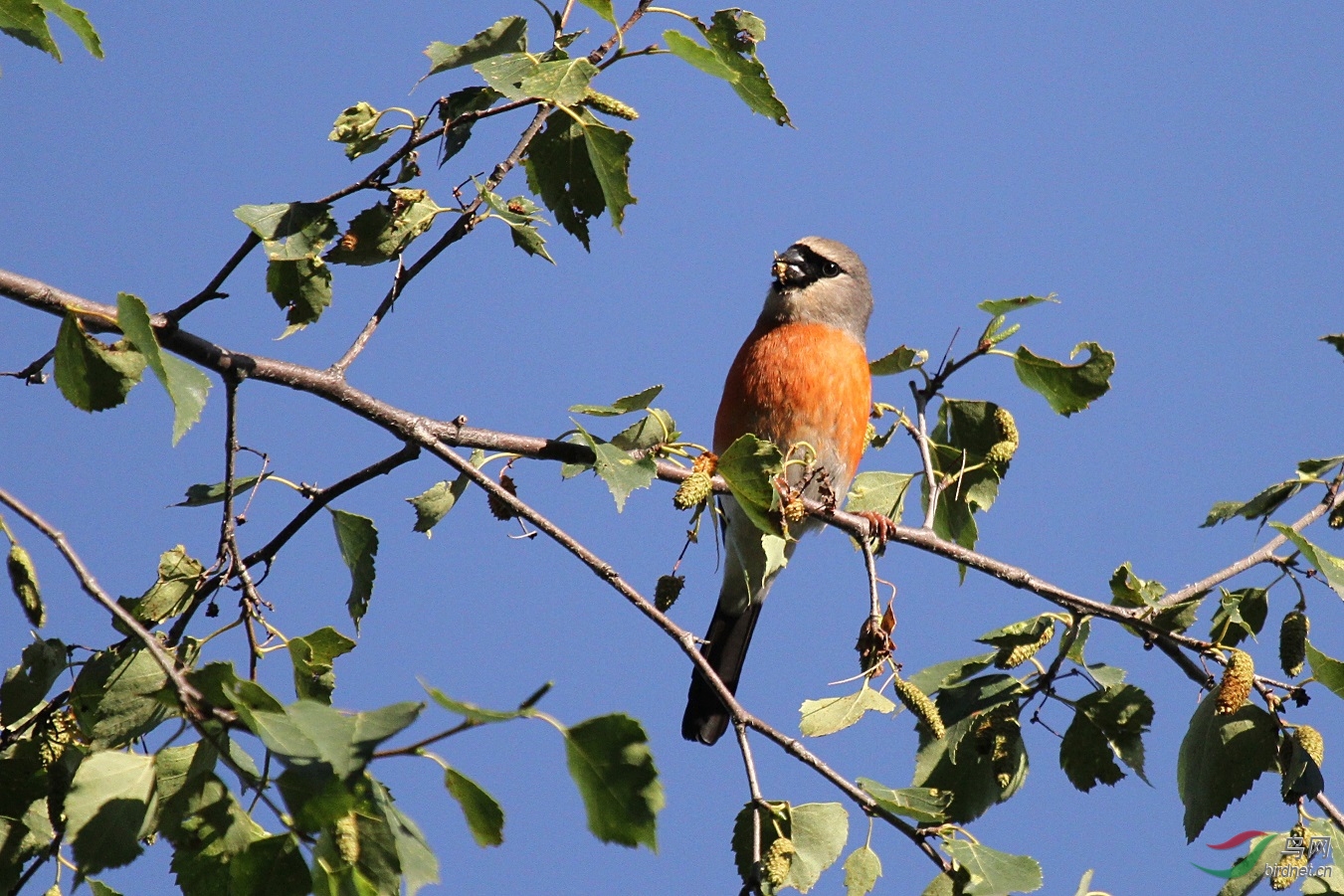 莲花山的灰头灰雀