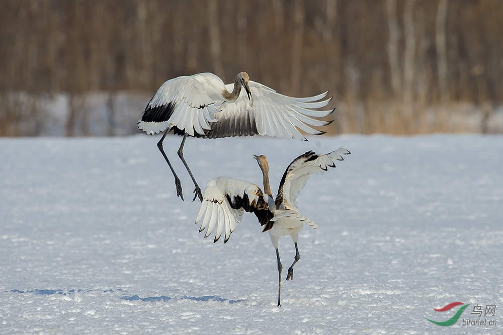 丹顶鹤北海道鹤之舞