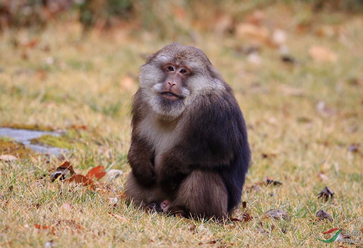唐家河的藏酋猴