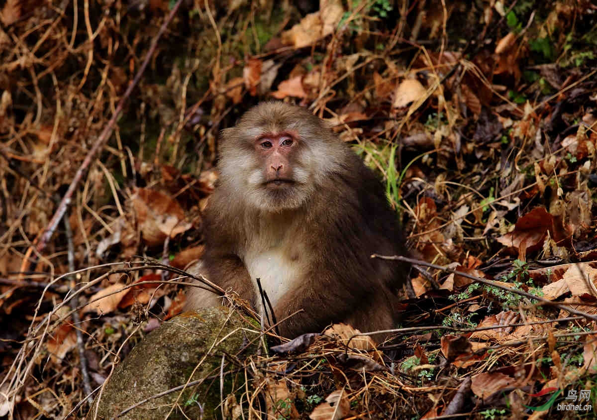 唐家河的藏酋猴