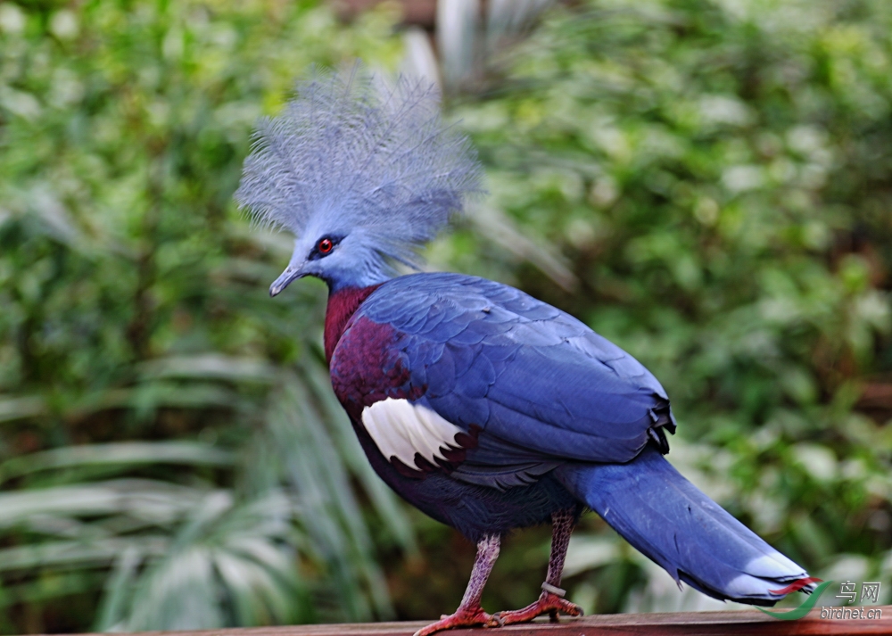 紫胸凤冠鸠图片