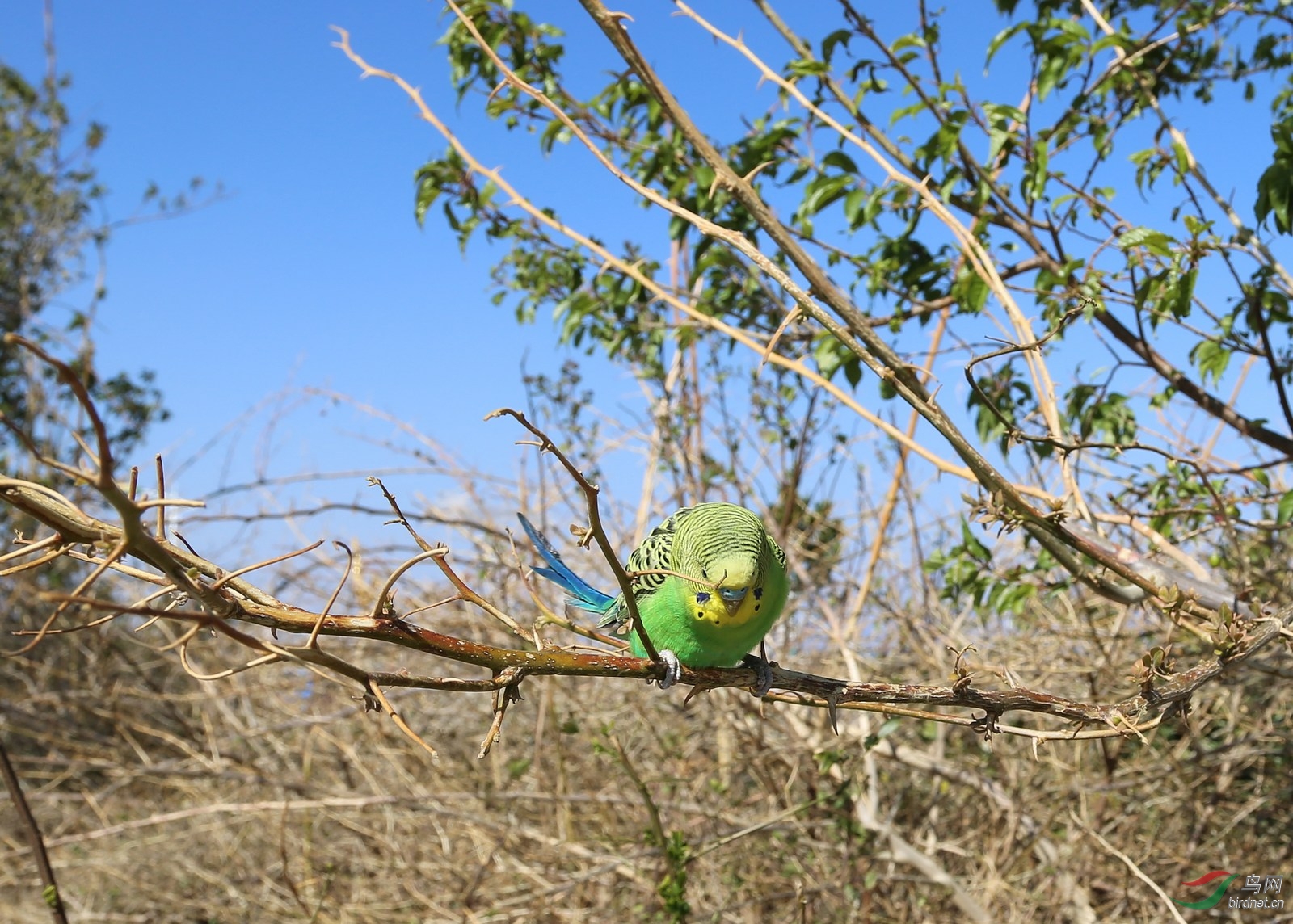 洱海边灌木丛中拍到的虎皮鹦鹉是野生的吗