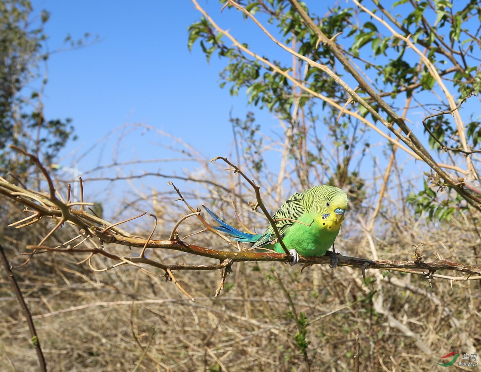 洱海边灌木丛中拍到的虎皮鹦鹉是野生的吗