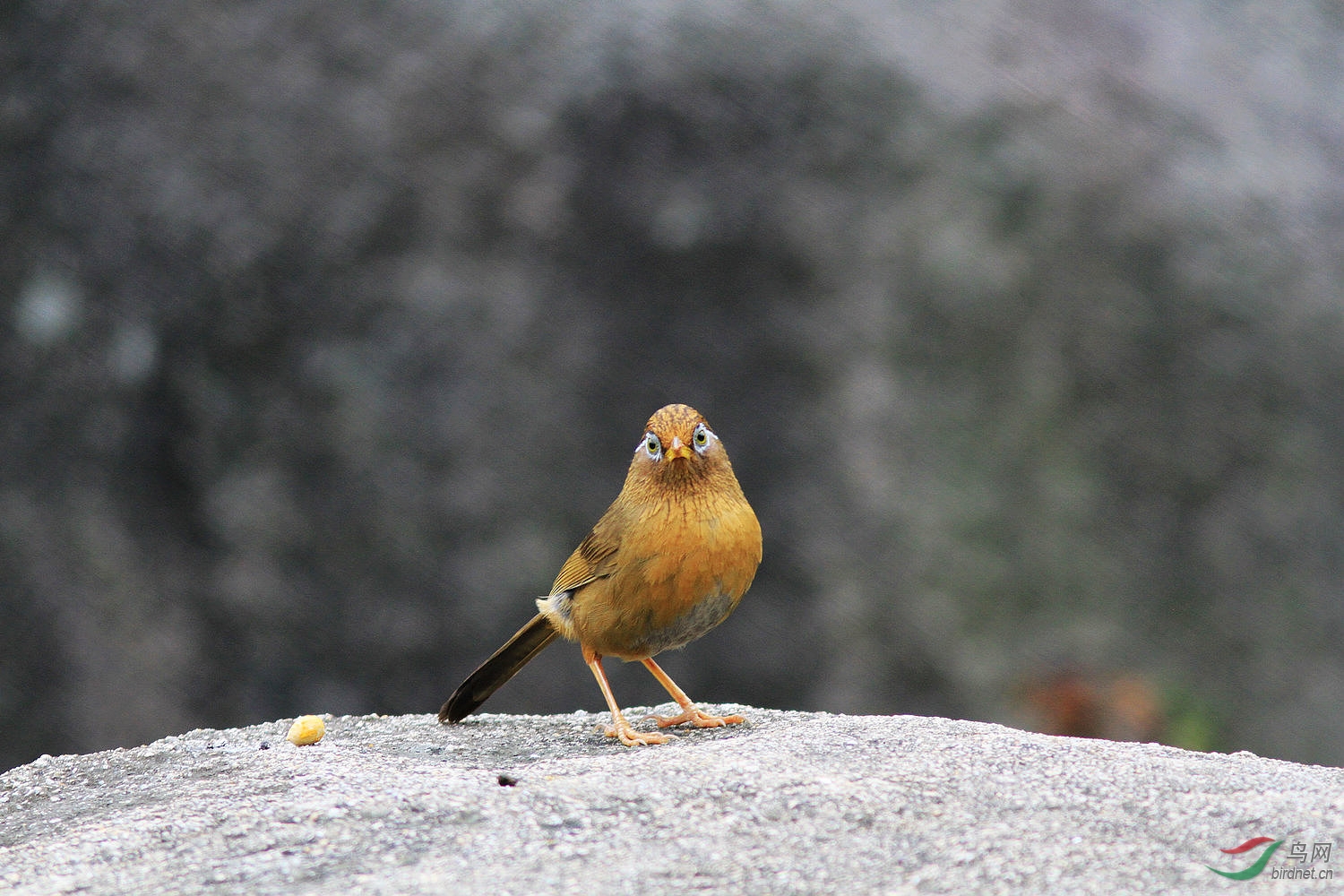 小画眉 - 福建版 fujian 鸟网