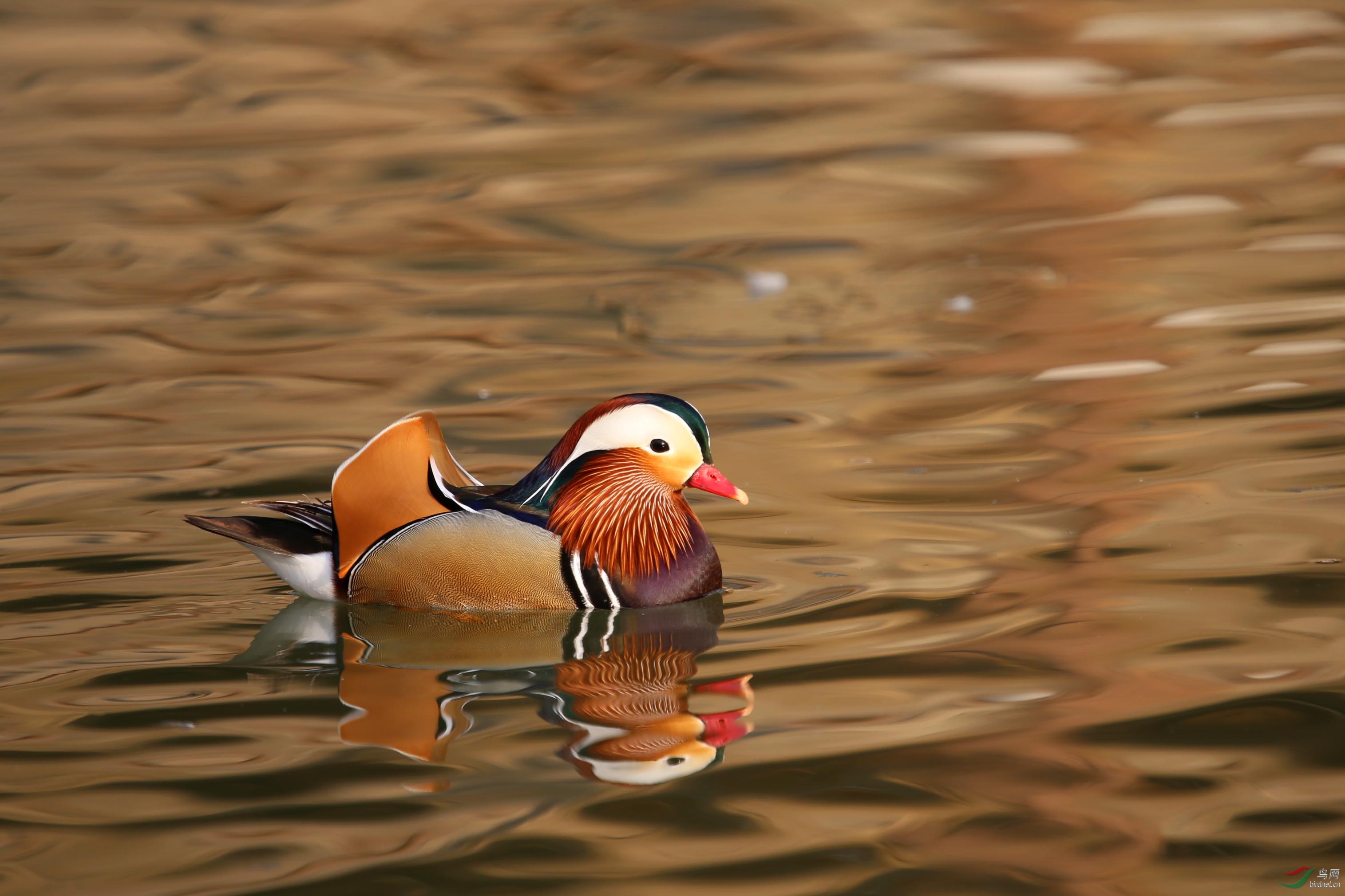 鸳鸯-祝女性鸟友三八快乐
