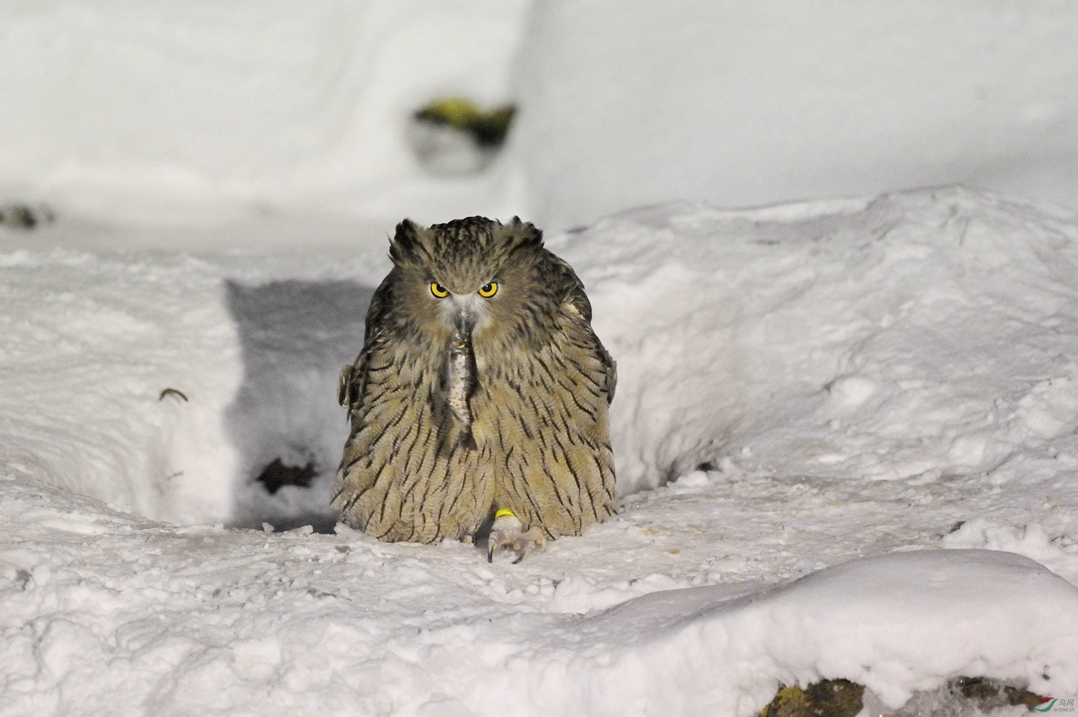 毛腿渔鸮2014行摄日本北海道六毛腿鱼 