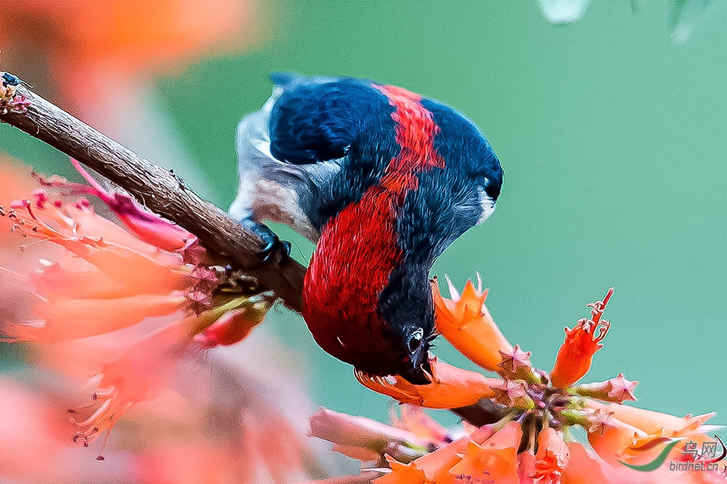 朱背啄花鳥