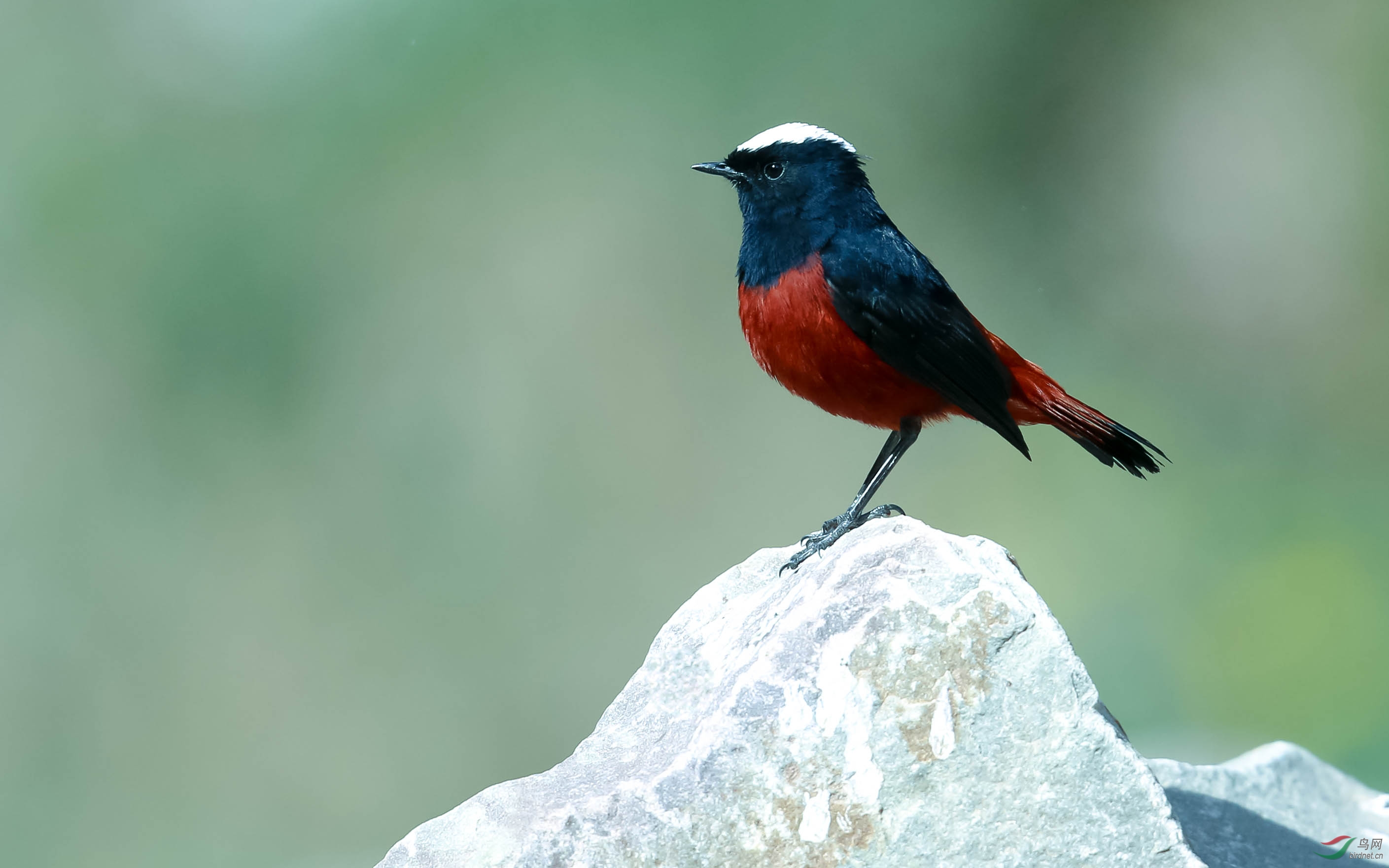 白顶溪鸲(拍摄于甘孜藏族自治州)