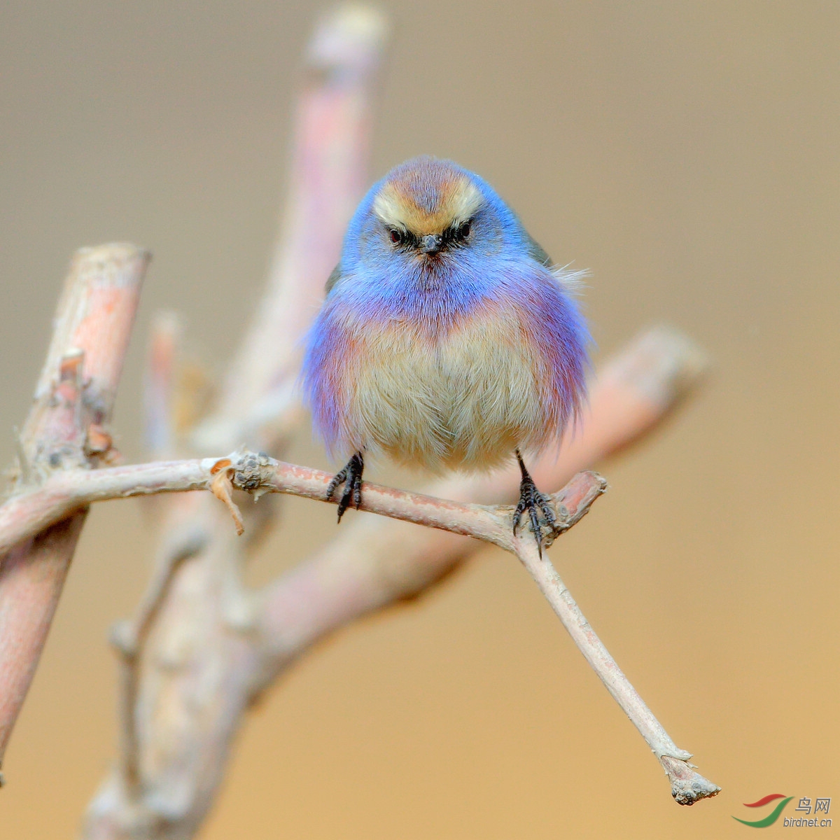 (花彩雀莺)铁门关之花彩雀莺
