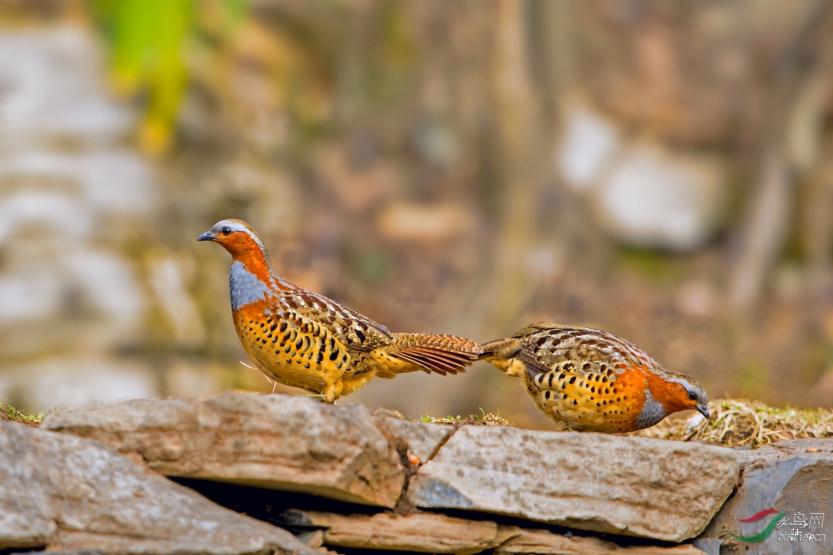灰胸竹鸡灰胸竹鸡
