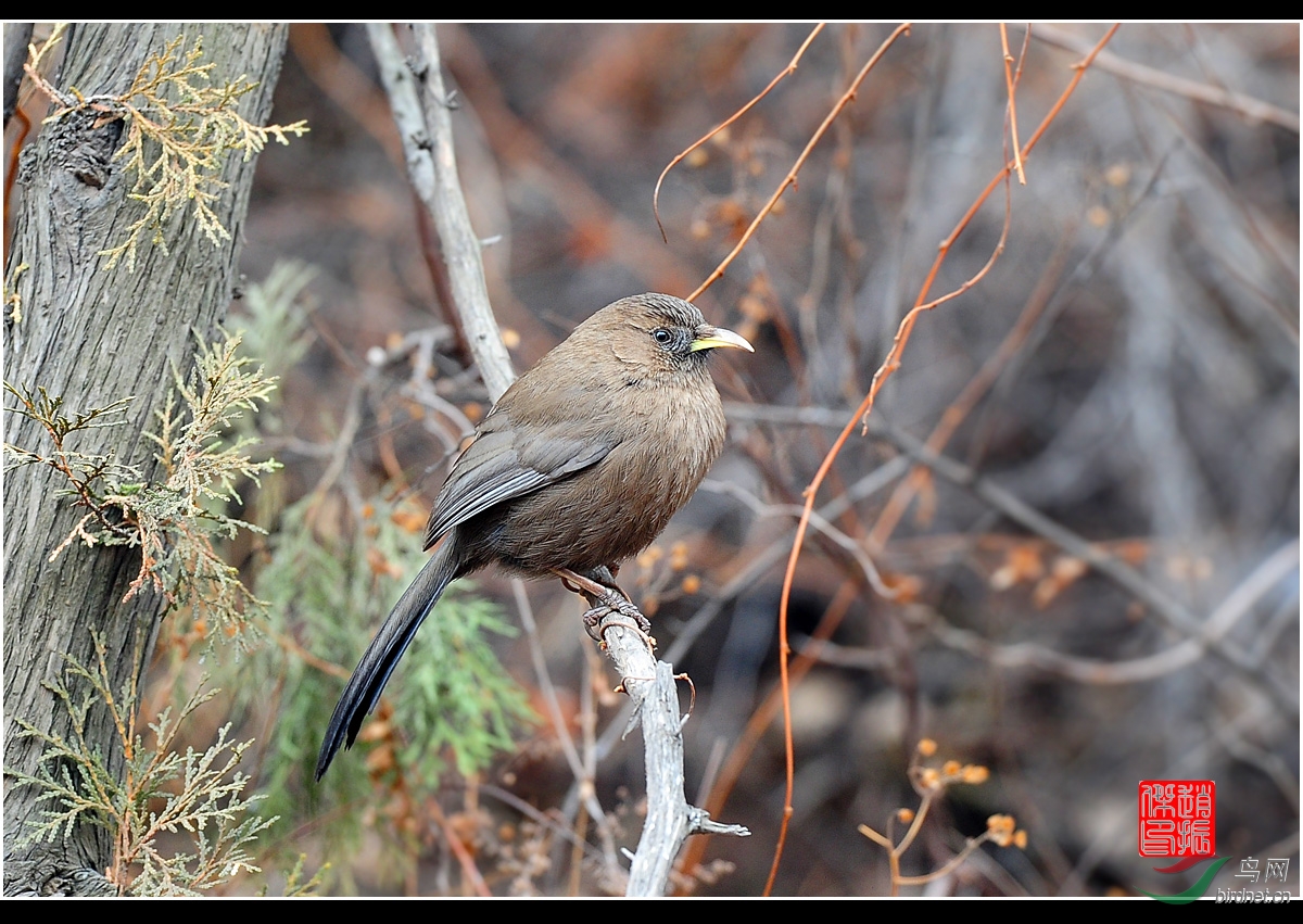 卦山的鸟,中国特有鸟种,谢谢浏览.
