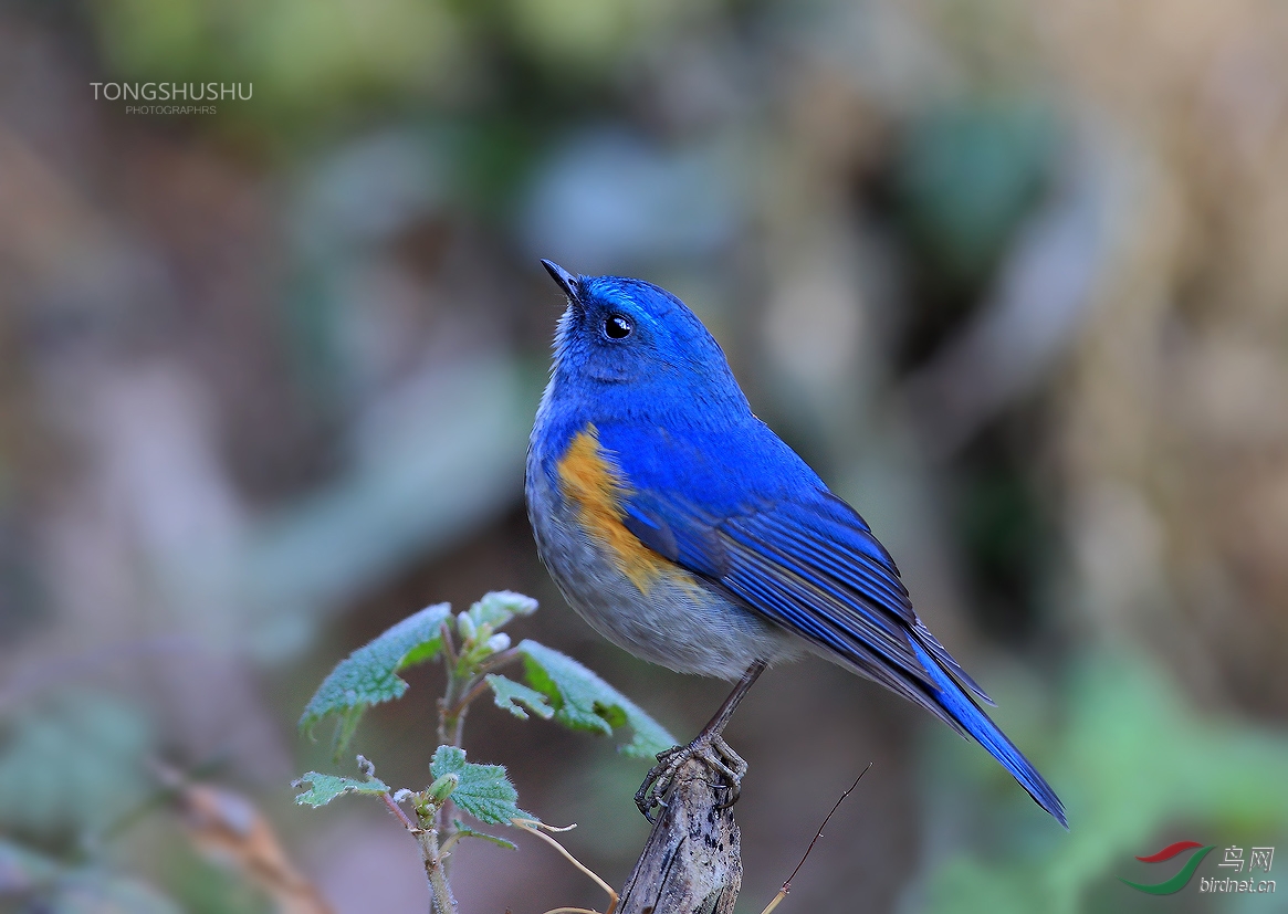 大仙鹟几只蓝色的鸟