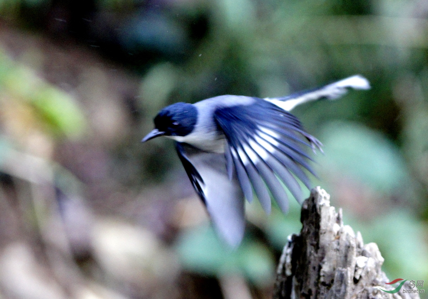 百花岭收获的黑头奇鹛,敬请各位老师观赏指导!