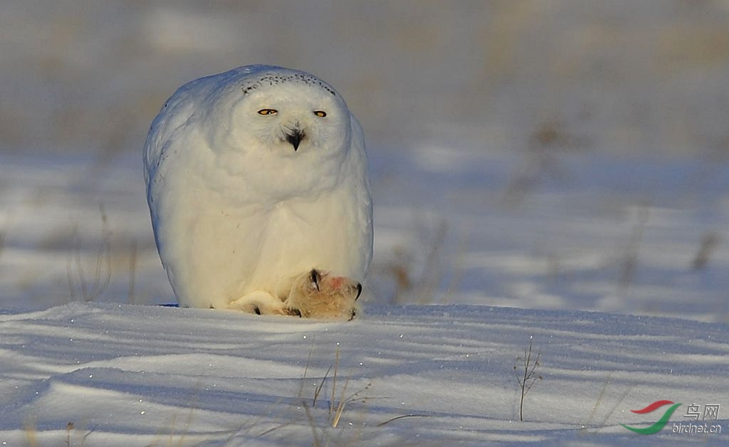 这个雪鸮有点"萌"