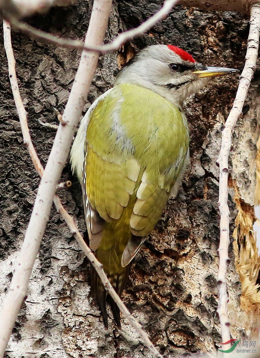 imgl2934_副本灰头绿啄木鸟雄.jpg