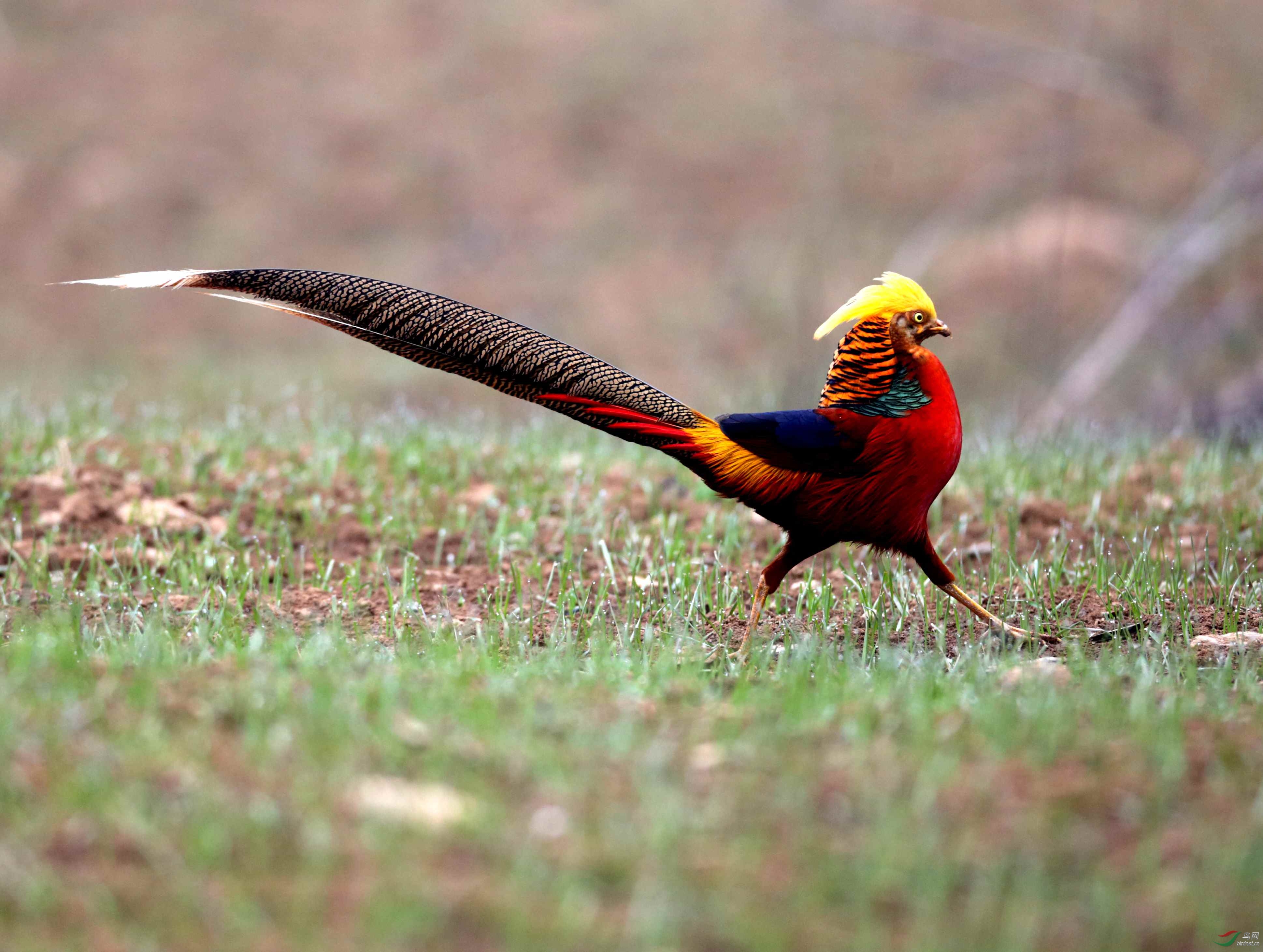 论坛 69 地方区 regional zone 69 河南版 henan 69 洛宁县拍