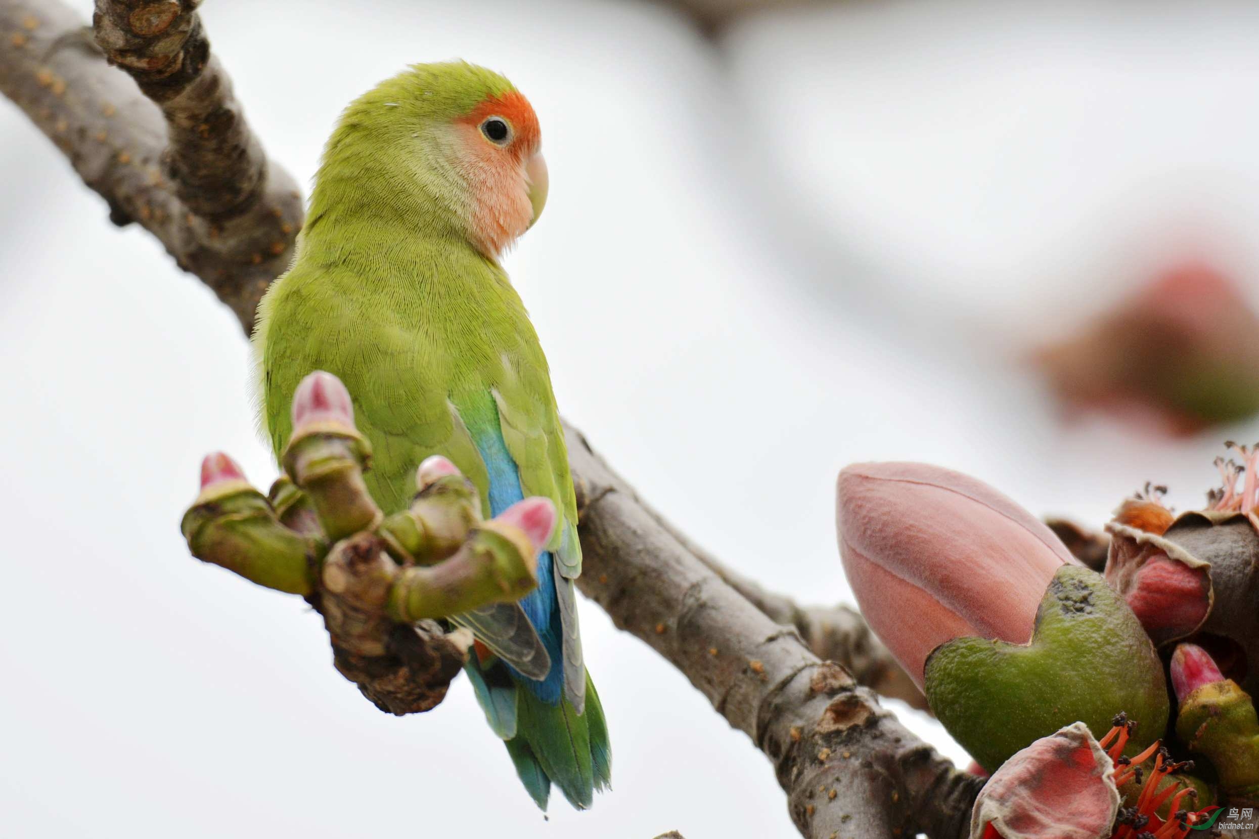 求教鸟名并招领漂亮的小鹦鹉