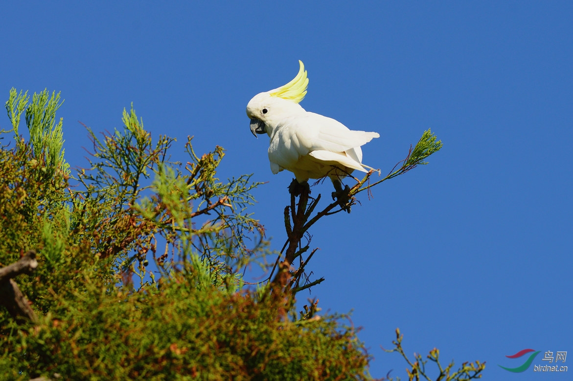 【葵花凤头鹦鹉】