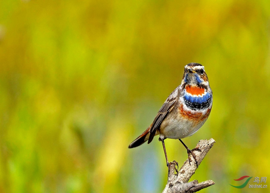 春上枝头蓝点颏