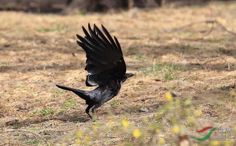 大嘴乌鸦起飞
