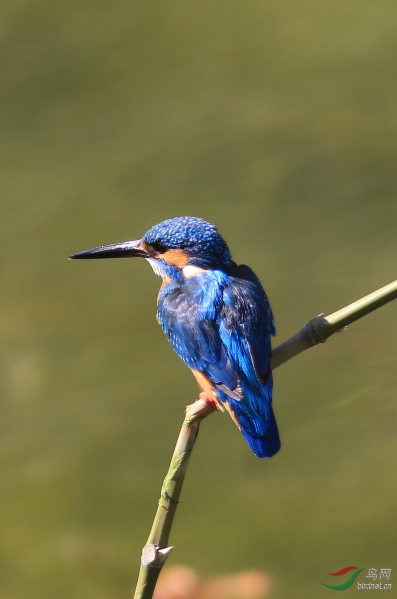 披着丝绒大氅翠鸟